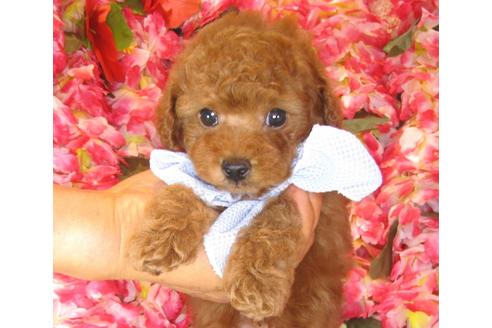 成約済の茨城県のトイプードル-40890の2枚目
