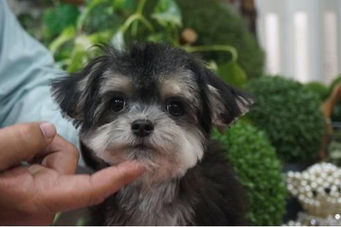 成約済の京都府のミックス犬-34951の3枚目