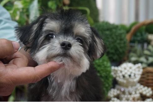 成約済の京都府のミックス犬-34951の2枚目