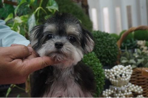 成約済の京都府のミックス犬-34951の1枚目