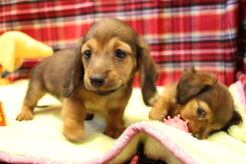 成約済の愛知県のカニンヘンダックスフンド(ロングヘアード)-39319の5枚目