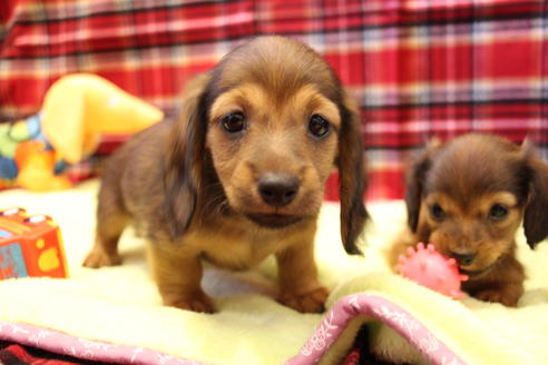 成約済の愛知県のカニンヘンダックスフンド(ロングヘアード)-39319の4枚目