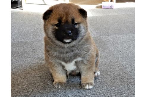 成約済の栃木県の柴犬-40938の2枚目