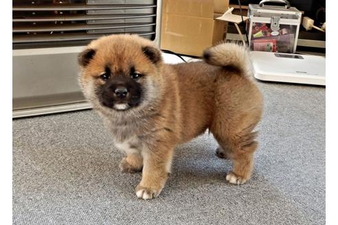 成約済の栃木県の柴犬-40938の3枚目