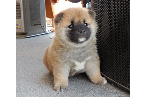 成約済の栃木県の柴犬-40938の4枚目