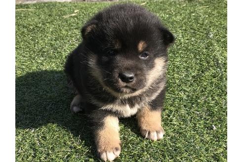 成約済の長崎県の柴犬-40949の5枚目