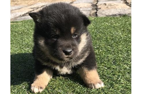 成約済の長崎県の柴犬-40949の1枚目