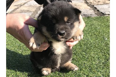 成約済の長崎県の柴犬-40949の2枚目