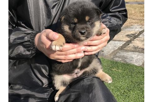 成約済の長崎県の柴犬-40949の3枚目