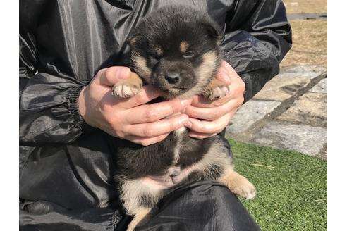 成約済の長崎県の柴犬-40949の4枚目