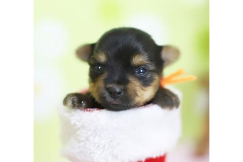 成約済の大分県のヨークシャーテリア-40961の2枚目