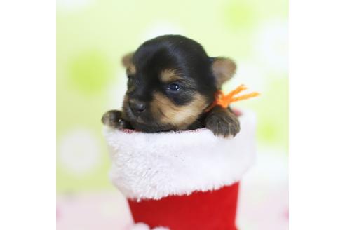 成約済の大分県のヨークシャーテリア-40961の3枚目