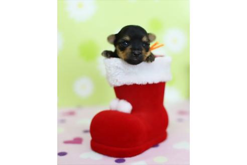 成約済の大分県のヨークシャーテリア-40961の1枚目