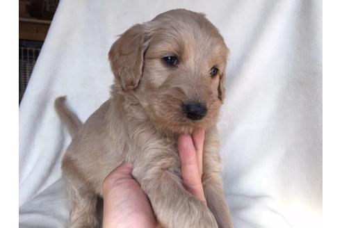 成約済の茨城県のミックス犬-40967の5枚目