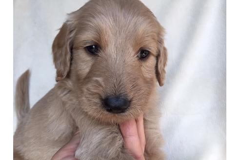 成約済の茨城県のミックス犬-40967の2枚目