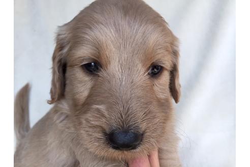 成約済の茨城県のミックス犬-40967の3枚目