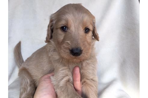 成約済の茨城県のミックス犬-40967の4枚目