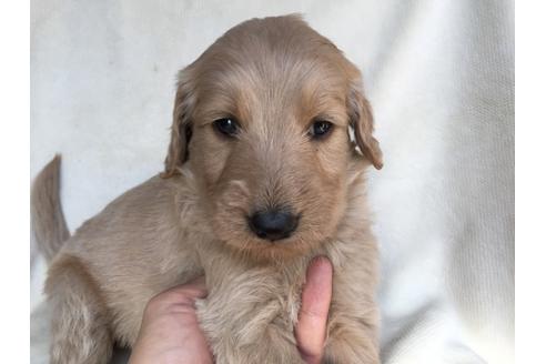 成約済の茨城県のミックス犬-40967の1枚目
