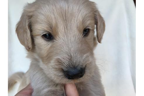 成約済の茨城県のミックス犬-40968の5枚目