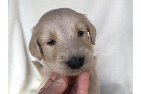 成約済の茨城県のミックス犬-40968の3枚目