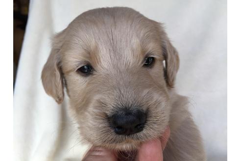成約済の茨城県のミックス犬-40968の4枚目