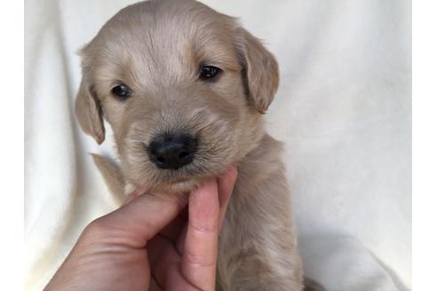 成約済の茨城県のミックス犬-40968の2枚目