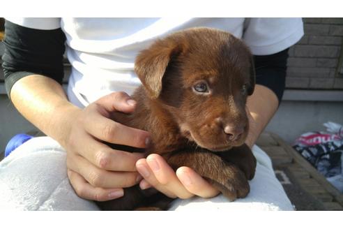 成約済の茨城県のラブラドールレトリーバー-39037の3枚目