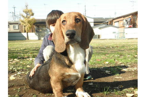成約済の神奈川県のミックス犬-33091の3枚目