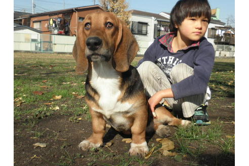 成約済の神奈川県のミックス犬-33091の2枚目