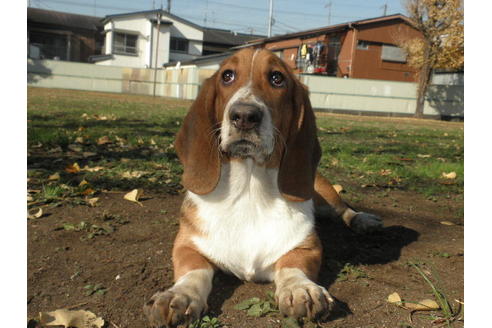 成約済の神奈川県のミックス犬-33088の5枚目