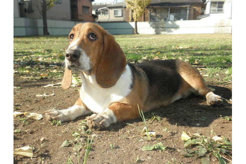 成約済の神奈川県のミックス犬-33088の4枚目