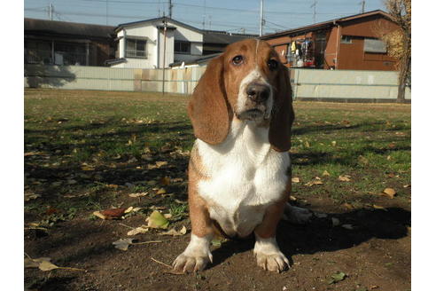 成約済の神奈川県のミックス犬-33088の3枚目