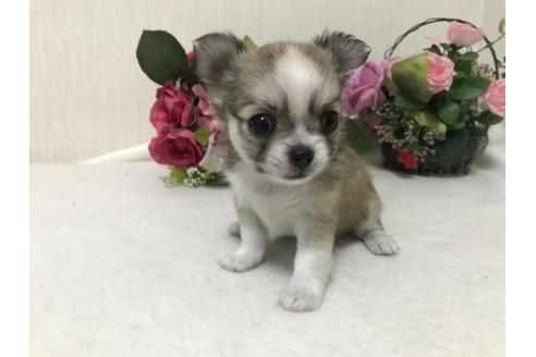 成約済の大阪府のチワワ-41028の1枚目