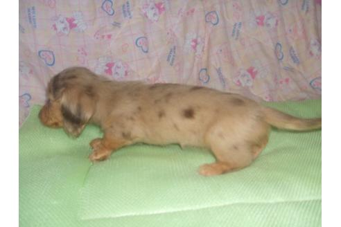 成約済の茨城県のミニチュアダックスフンド-38478の1枚目