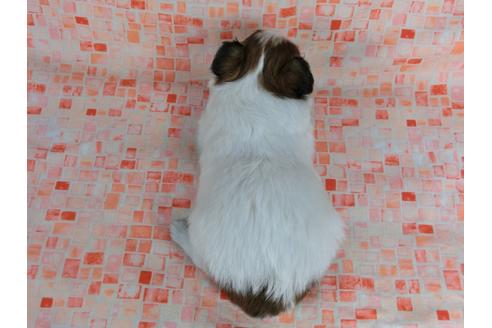 成約済の千葉県のパピヨン-41118の3枚目