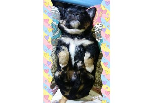 成約済の秋田県のチワワ-41125の1枚目