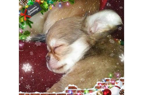 成約済の秋田県のチワワ-41126の3枚目