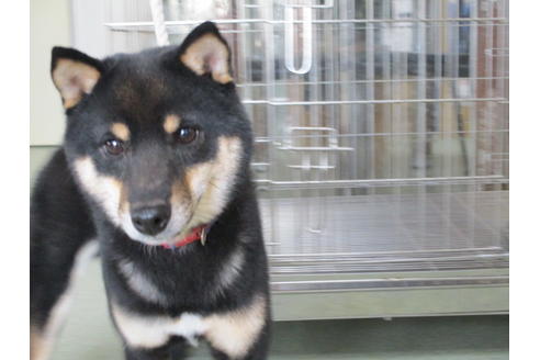 成約済の岡山県の豆柴-36735の2枚目