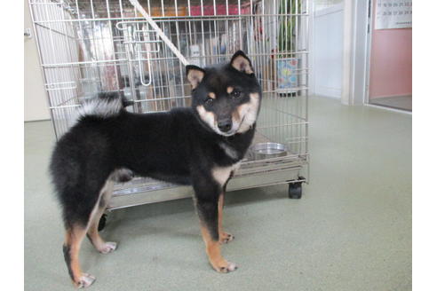 成約済の岡山県の豆柴-36735の1枚目