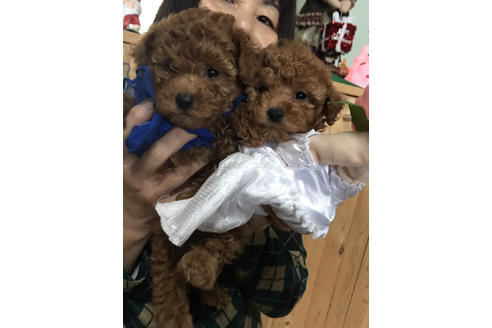 子犬