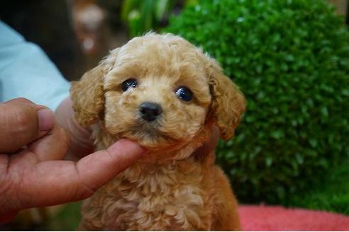 成約済の京都府のトイプードル-40554の3枚目