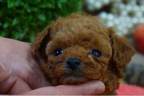 成約済の京都府のトイプードル-41171の3枚目