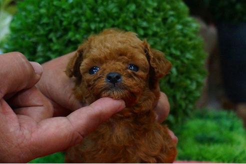 成約済の京都府のトイプードル-41171の1枚目