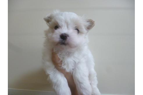 成約済の福岡県のマルチーズ-41201の4枚目