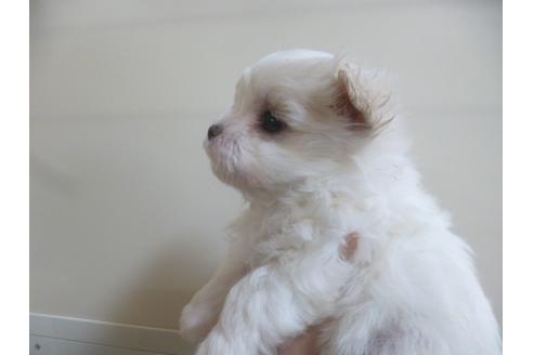 成約済の福岡県のマルチーズ-41201の1枚目