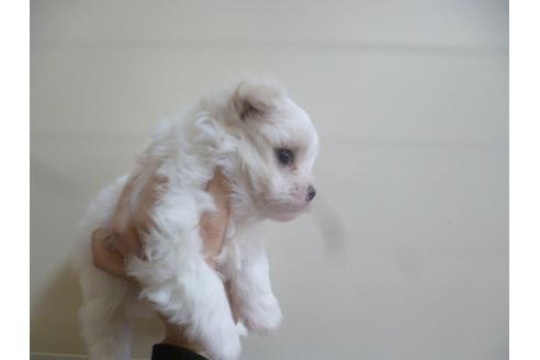 成約済の福岡県のマルチーズ-41201の2枚目