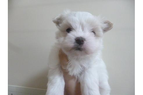 成約済の福岡県のマルチーズ-41201の3枚目