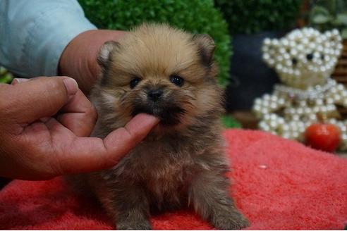 成約済の京都府のポメラニアン-40751の2枚目