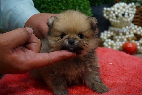 成約済の京都府のポメラニアン-40751の1枚目