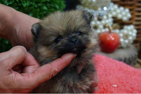 成約済の京都府のポメラニアン-40293の2枚目